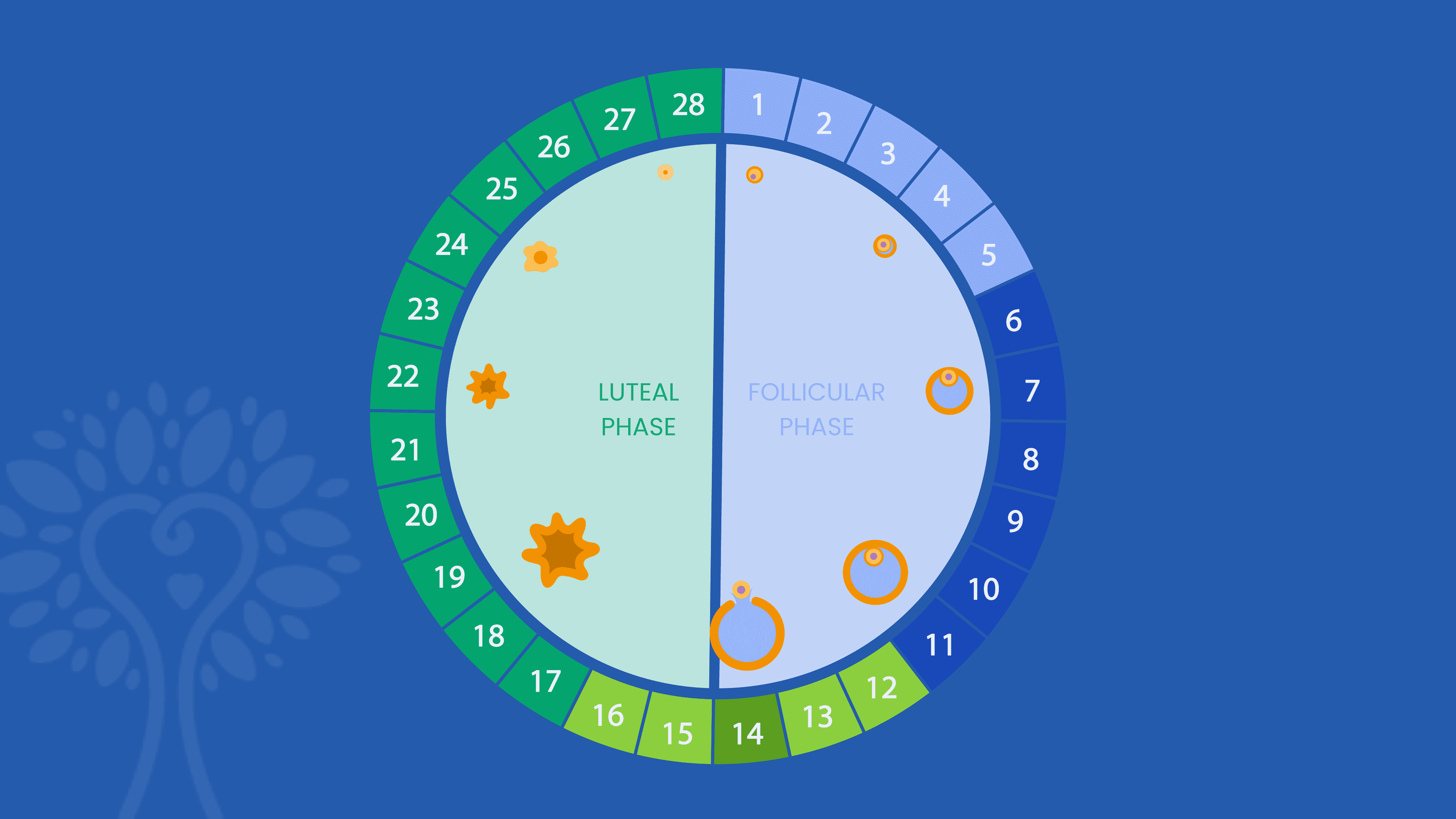 Dark blue background with circular IVF calendar showing the 28 days of a menstrual cycle; the numbers are colored different shades of blue and green according to their phase.
