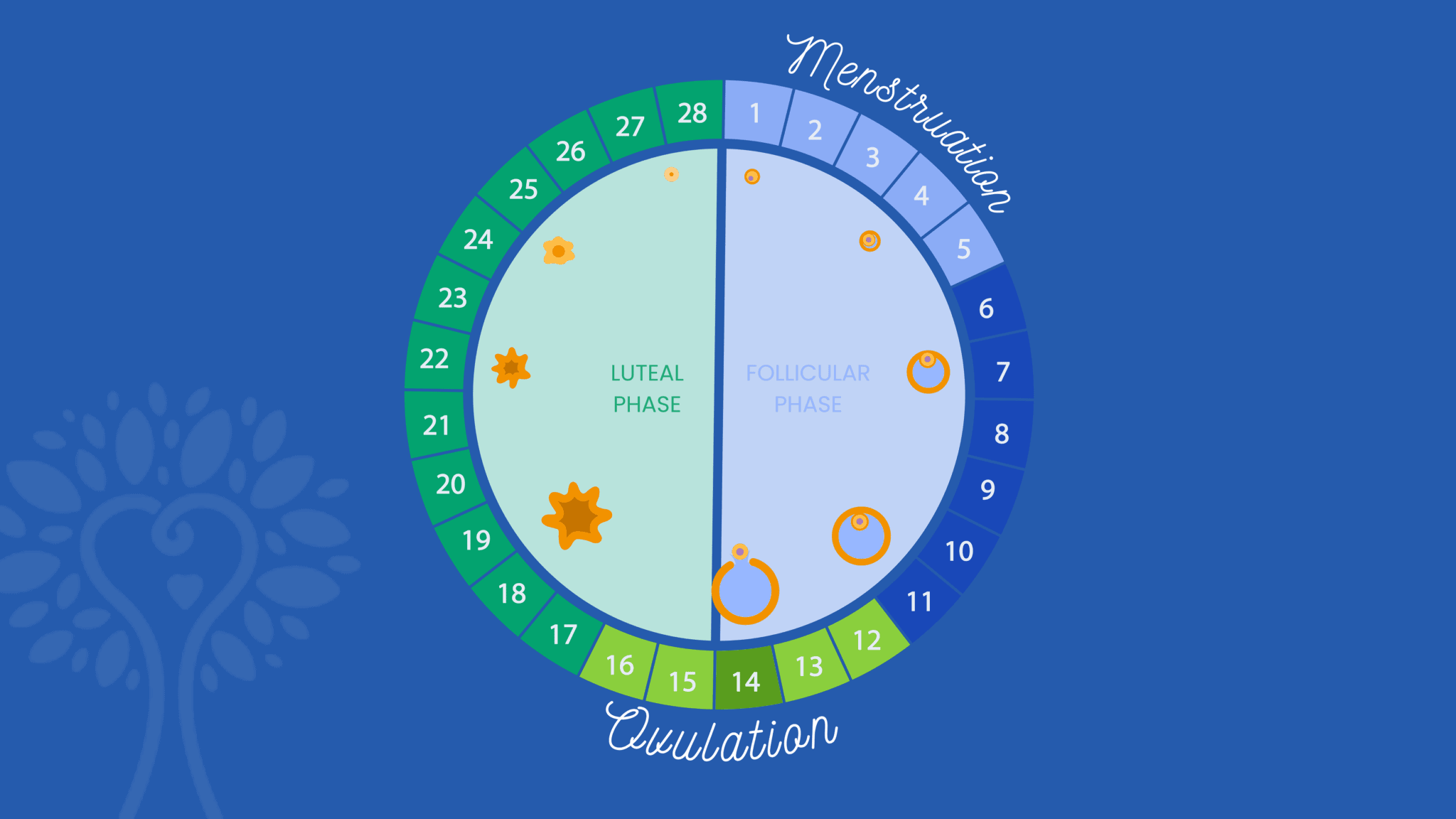 IVF Process From Start To Finish: Creating An IVF Calendar