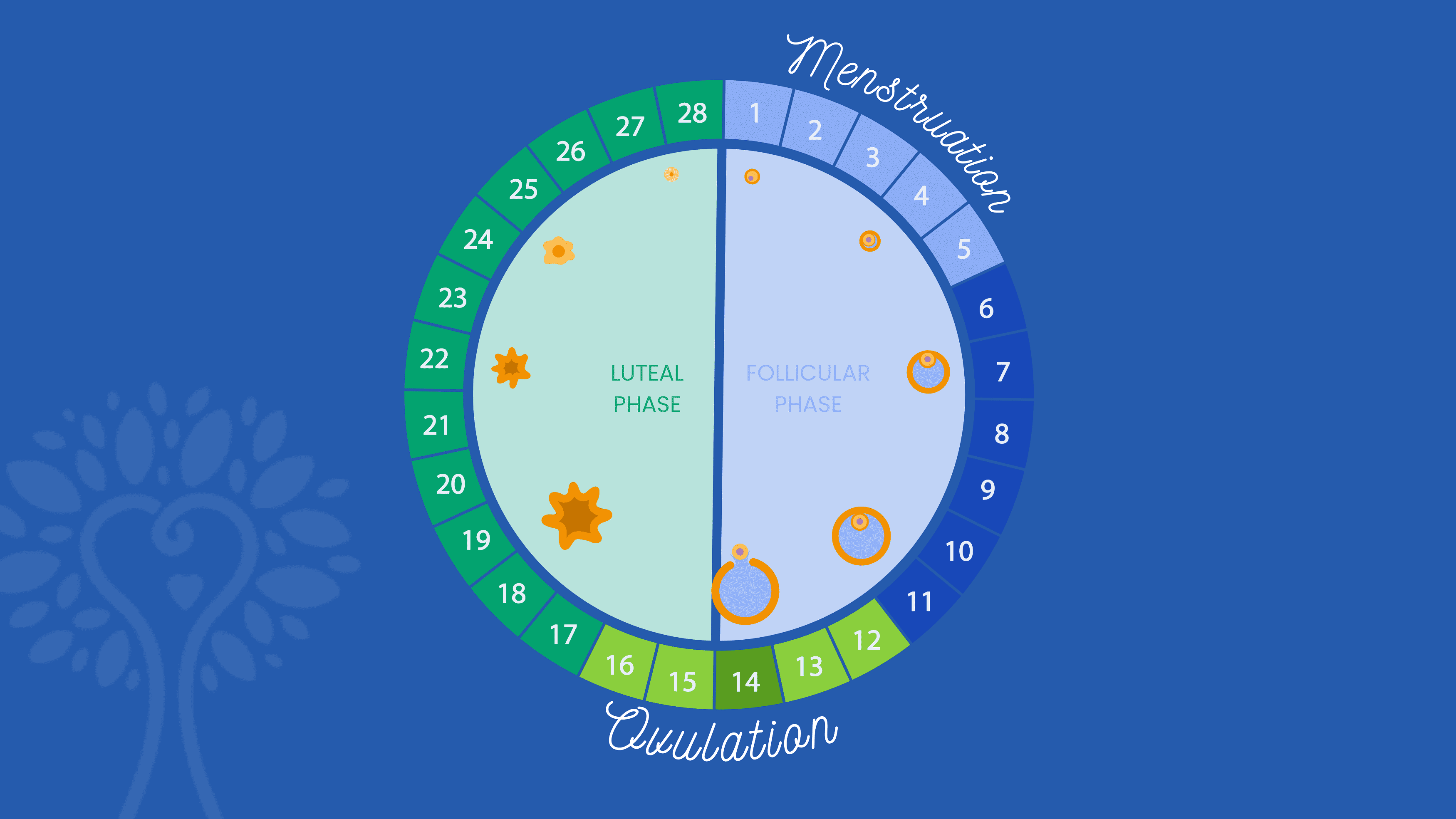 Fundo azul escuro com calendário circular de fertilização in vitro mostrando os 28 dias de um ciclo menstrual com a palavra “Menstruação” abrangendo os dias 1 a 5 e a palavra “Ovulação” abrangendo os dias 12 a 16. Os números são coloridos em diferentes tons de azul e verde de acordo com sua fase.